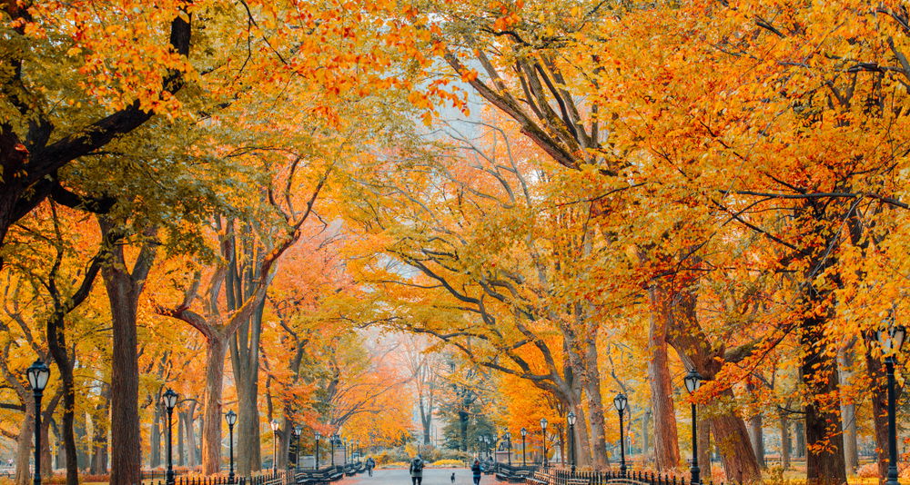 Vivaldi's "Autumn" form The Four Seasons - Foliage @ Central Park